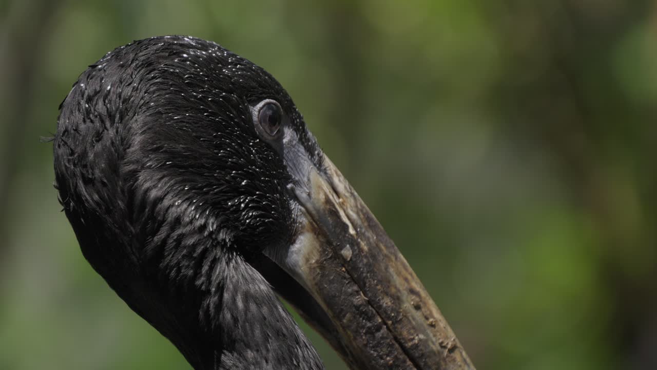 Um close-up da cabeça de uma ave bico-aberto africana.