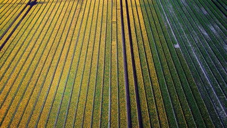 aerial view of a colorful tulip field