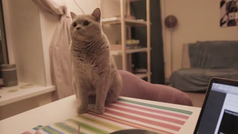 gray cat sitting on table in a home room