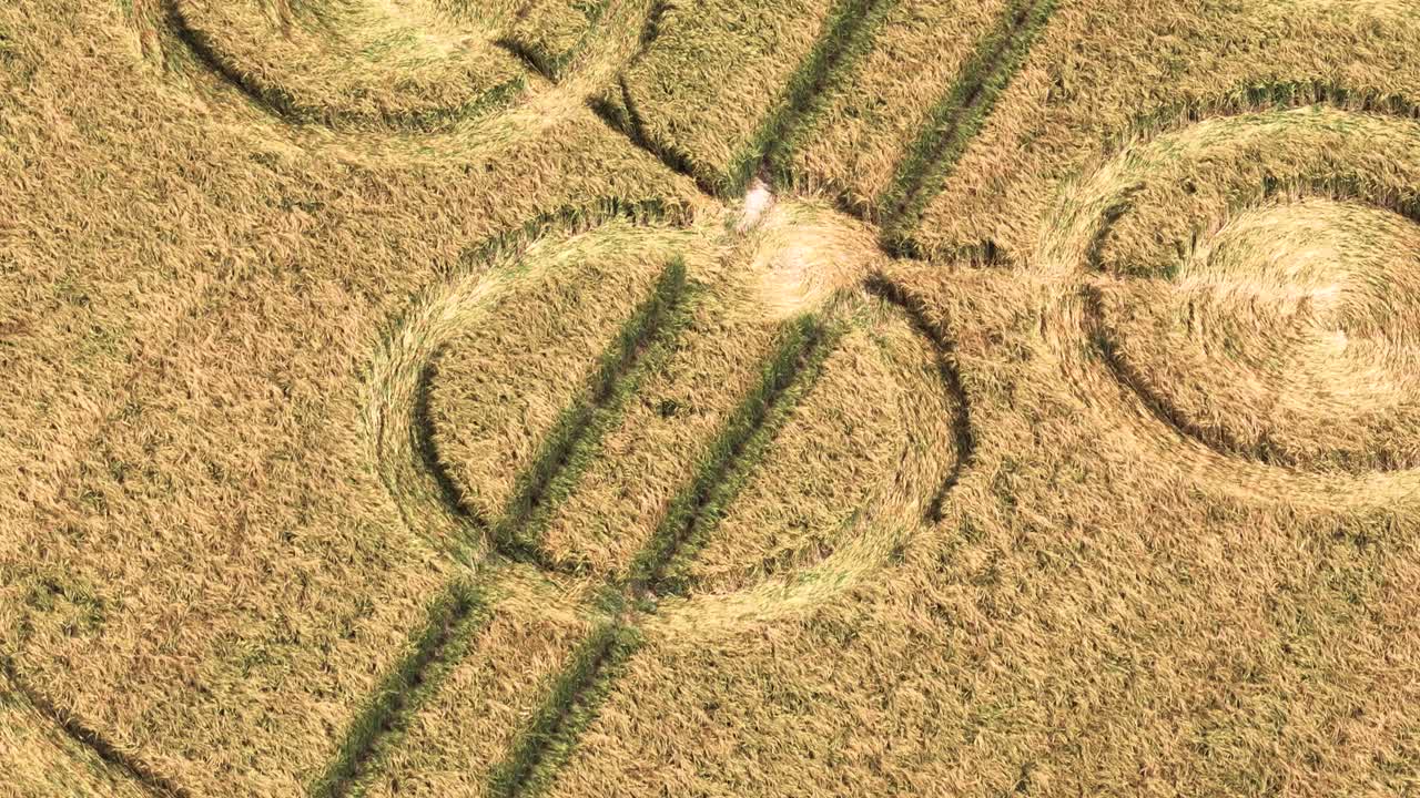 Jester-korncirkel, nærbillede af luftfoto, der ser ned over gylden hvedeformation, der svajer i vinden