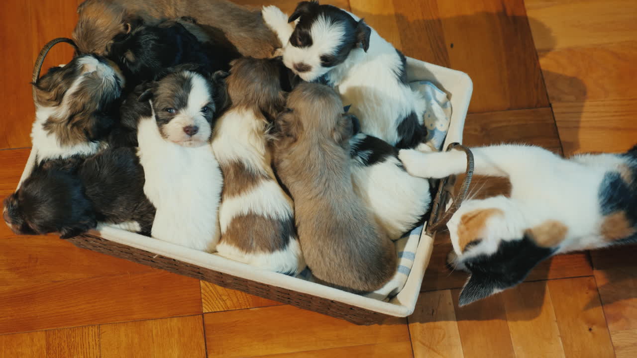 바닥에 있는 귀여운 강아지 한 상자