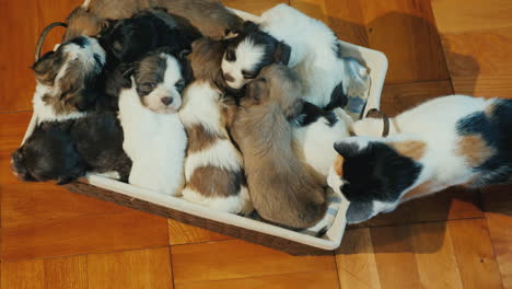 a box of cute little puppies on the floor