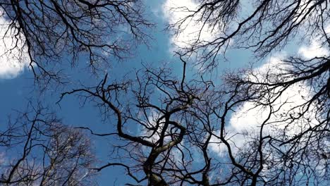 Aussichtspunkt,-Der-Durch-Sich-Drehende-Baumwipfel-Zum-Himmel-Aufschaut