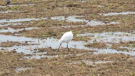 Primer-Plano-De-Una-Gran-Garza-Caminando-Por-Las-Tierras-Agrícolas,-Vadeando-Y-Buscando-Cultivos-Caídos-Y-Presas-De-Insectos-En-Los-Arrozales-Cosechados