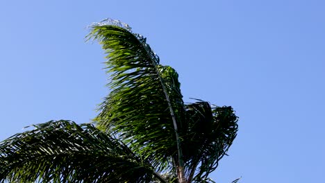 palm tree moving against a clear blue sky