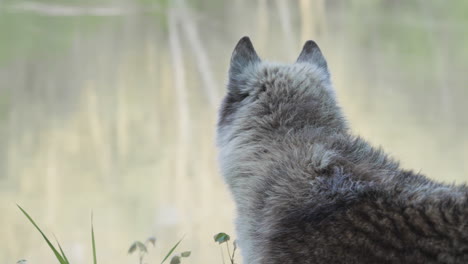 Nahaufnahme-Eines-Grauen-Wolfes,-Der-über-Einen-Fluss-Blickt-Und-Sich-Den-Kameraden-Zuwendet