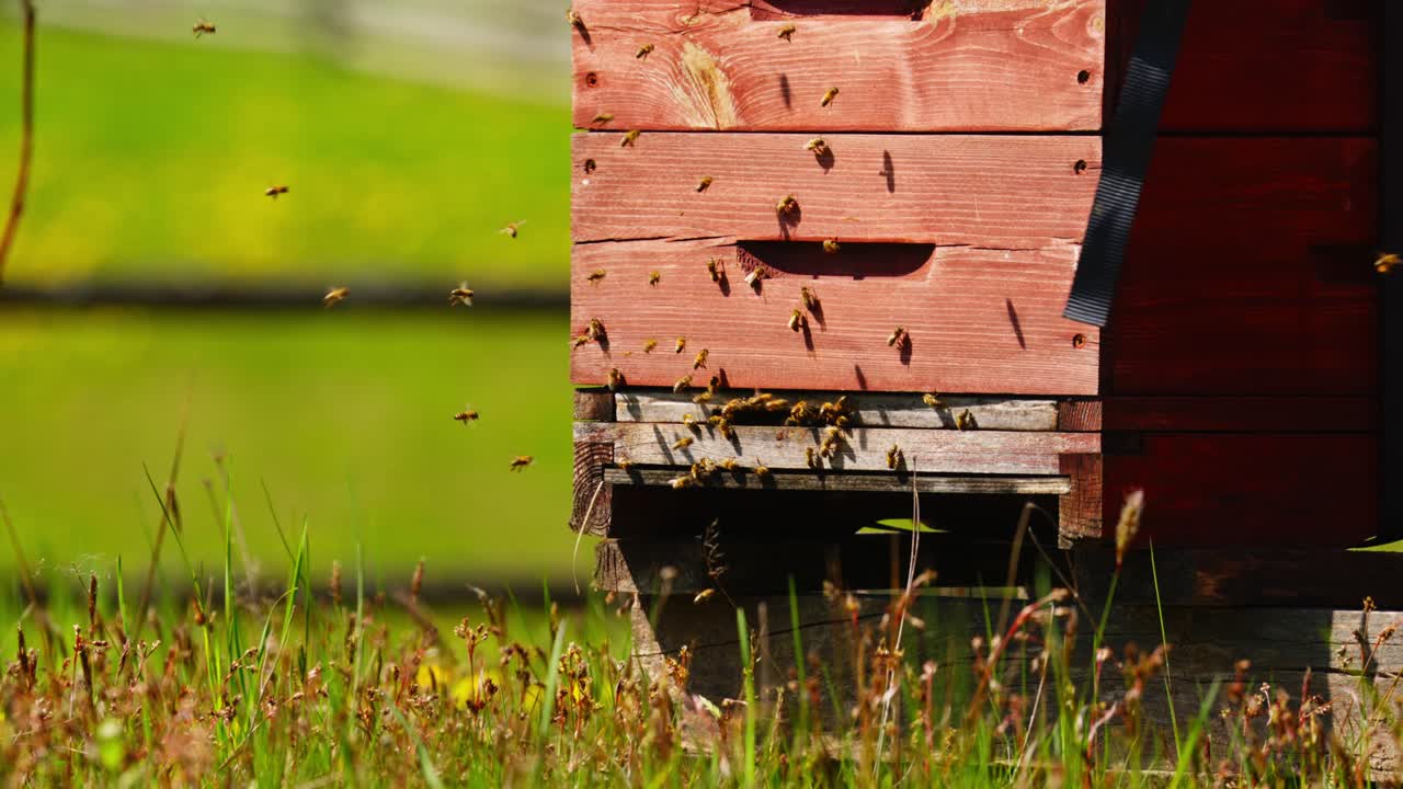 Wooden hive stands in bright meadow with honey bees flying near the entrance, tracking down slow motion