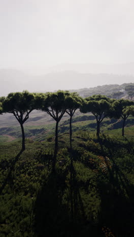 una fila de árboles en una colina con una vista del bosque en la distancia