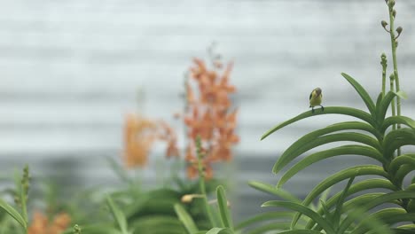 footage of focus shifting between little bird and beautiful orchid