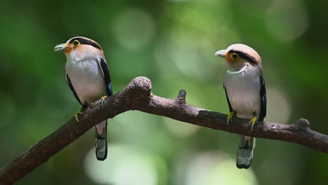 Bothe-parent-birds-under-the-noontime-sun-with-food-in-the-mouth-as-they-look-around,-Silver-breasted-Broadbill,-Serilophus-lunatus,-Kaeng-Krachan-National-Park,-Thailand