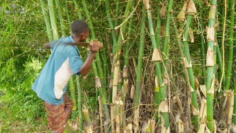un granjero africano negro cortando bambú en el bosque de ghana usando un machete afilado