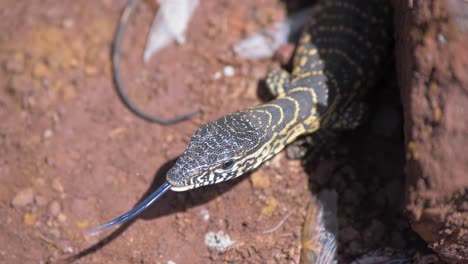 una toma en cámara lenta de un joven lagarto monitor con marcas amarillas saca su lengua de horquilla mientras caza insectos