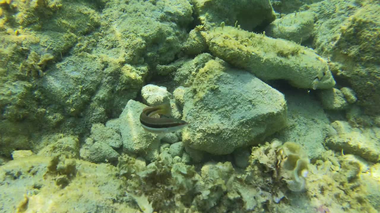 Underwater World in Peril: Small Fish, Sea Life, Stones, and Algae Amidst the Dangers of Global Warming's Impact