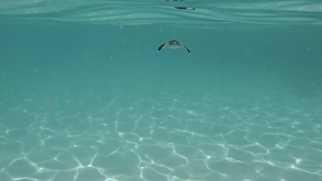 귀엽고 작은 바다 거북은 푸른 크리스탈 바다에서 수영