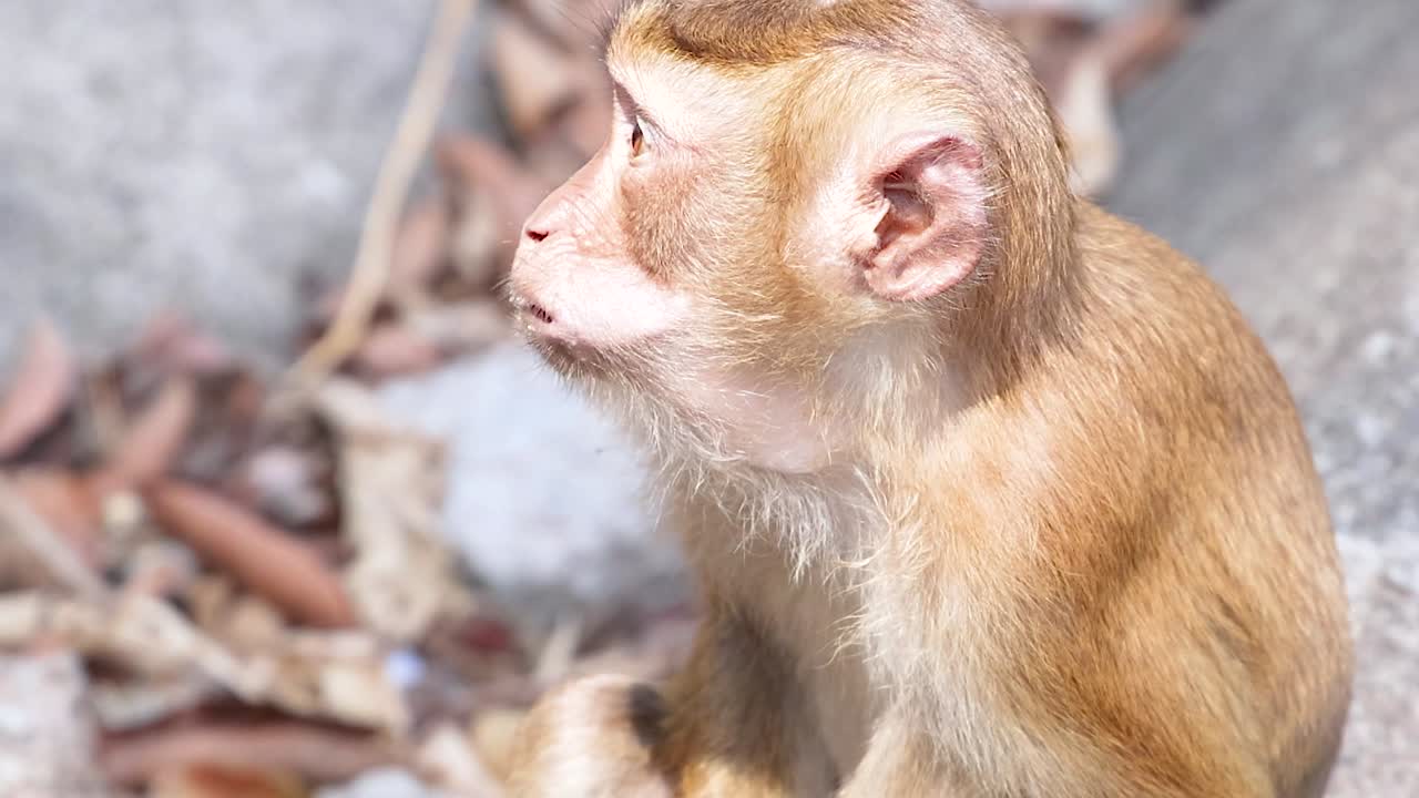 Un macaque à queue de cochon du sud est assis sur un sol rocailleux et mange un concombre en plein jour.