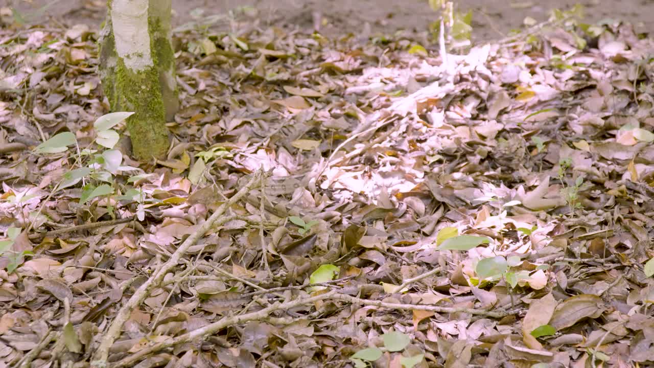 A boa constrictor wrapped tightly around a tree branch in its natural jungle habitat. Shot in daylight with shallow depth of field, showing detailed snake patterns and tropical environment