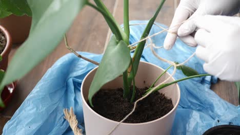 repotting and supporting a plant