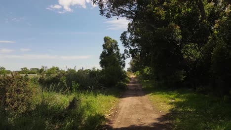 tiro de muñeca hacia adelante en un camino rural vacío rodeado de un paisaje forestal durante el día soleado