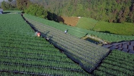 印尼的农场在<unk>种植园上喷涂农药的空中图