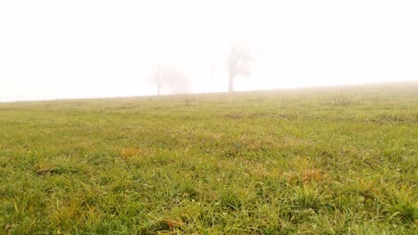 moving fast over a meadow in warm morning light. trees appear in the distance out of the fog. dolly in, wide anlge