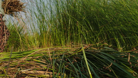 low angle shot of collection of green raw material for making traditional mattress in quang nam province, vietnam on a sunny day