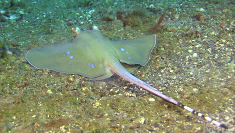 blue-spotted-stingray-digging-in-by-kicking-up-sand-with-its-wings,-medium-shot-during-daylight