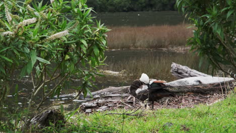 Die-Paradiesbrandgans-Putzt-Ihr-Buntes-Gefieder-Am-Ruhigen-Ufer-Eines-Sees