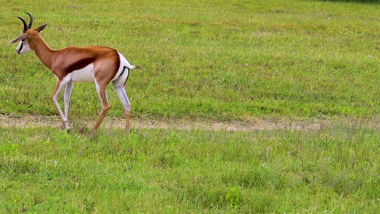 dos antílopes springbuck caminando por sudáfrica tiro de trípode hd 24fps