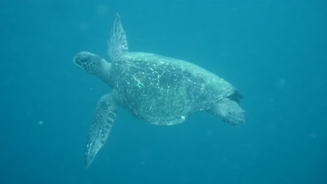 Avión-En-Movimiento-Hacia-Tortugas-Nadadoras,-Cámara-Acuática