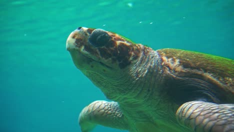 Gefährdete-Arten,-Eine-Erwachsene-Unechte-Meeresschildkröte,-Caretta-Caretta,-Die-Ihre-Flossen-Bewegt,-An-Die-Meeresoberfläche-Schwimmt,-Um-Zu-Atmen-Und-Wieder-Ins-Wasser-Einzutauchen,-Meerestiere-In-Zeitlupe,-Nahaufnahme