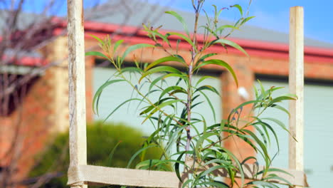 árbol de zarzo de acacia nogal recién plantado, inclinar hacia arriba