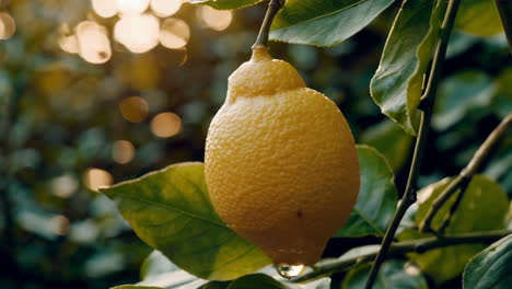 lemon on a tree