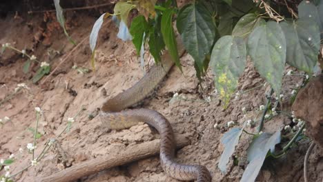 Serpiente-De-Rata-Encontrando-Orar.