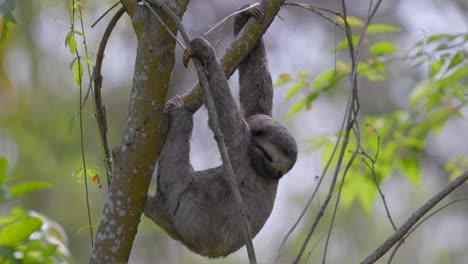 Un-Perezoso-Cuelga-Del-árbol-Mientras-Duerme-Muy-Tranquilamente