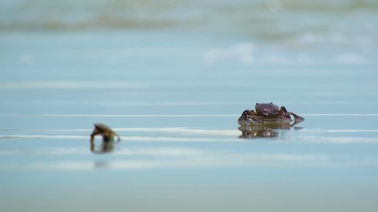 두 마리의 갈색 거대 진 ⁇  새우, 성인과 새끼, 쿠아카타 해변 방글라데시