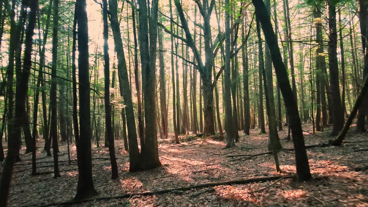hermosa luz dorada durante una puesta de sol de verano en un bosque mágico