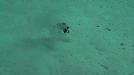 Honeycomb-Boxfish-digging