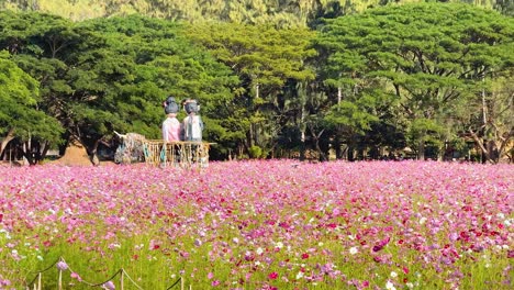 pink cosmos field with scarecrow figures