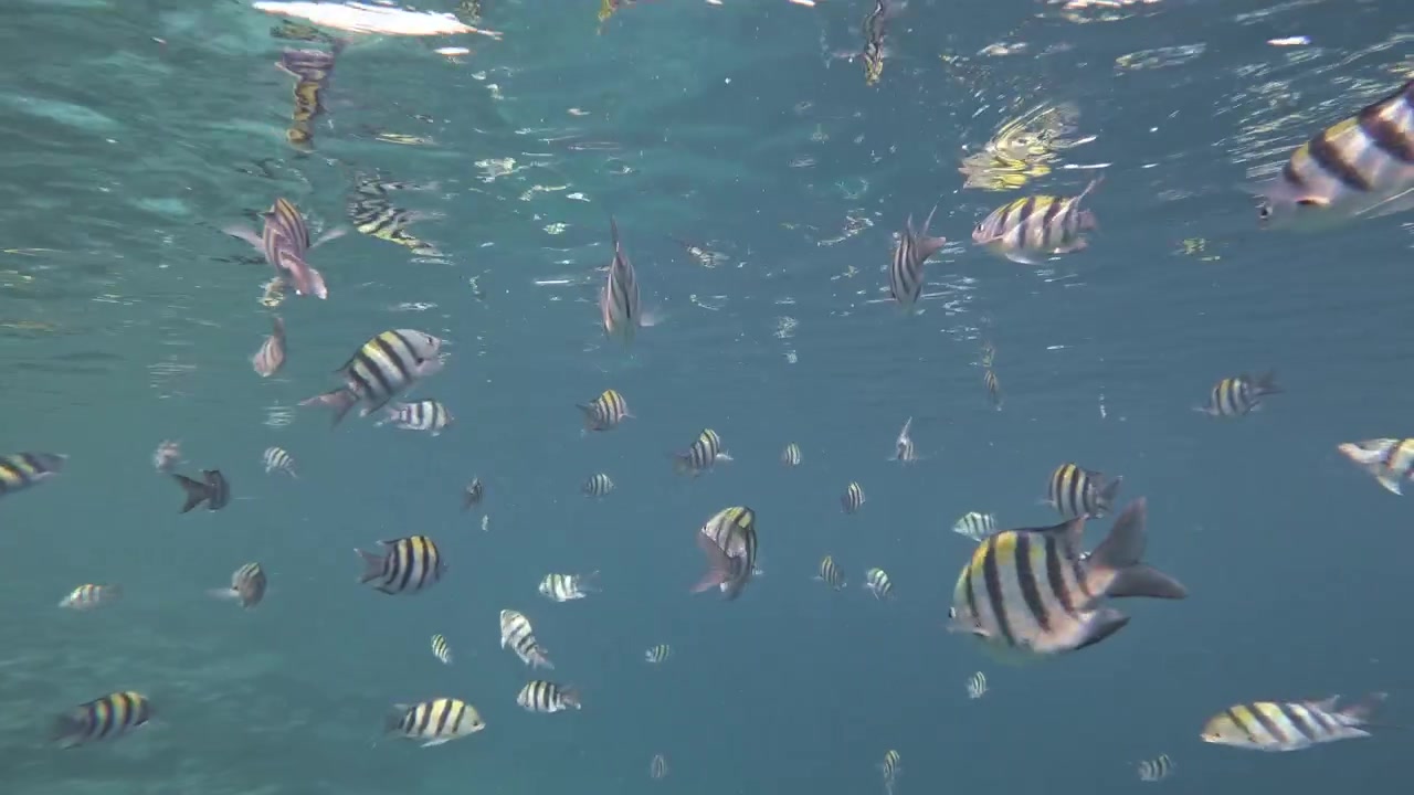 Vista submarina de peces sargento mayor rayados nadando en aguas tropicales turquesas cerca de la superficie, mostrando la vibrante vida marina en una laguna de Maldivas.