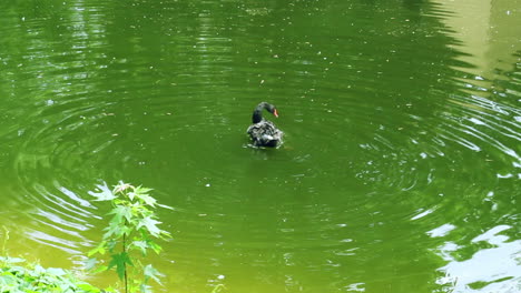 black swan swimming in green water. swan cleaning wings with red beak