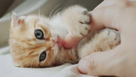 owner's hand plays with a ginger kitten