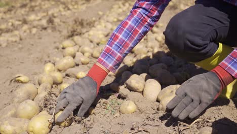 Un-Granjero-Con-Guantes-Recoge-Patatas-Del-Suelo.