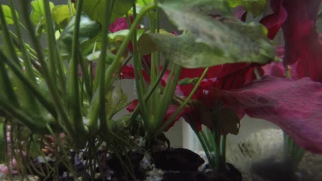 coloridos peces tropicales en el acuario de agua clara con maderas flotantes, gravas, plantas verdes y rojas