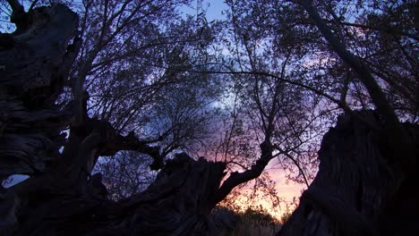 wide push-out shot from inside an ancient olive tree, unveiling the stunning sunrise and colorful blue hour in palma de mallorca, islas baleares, spain