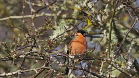 slow motion shot of a male eurasian bullfinch, pyrrhula aurantiaca with black mask and orange plumage perching on tree branch, feeding on berries, hopping from twig to twig in its natural habitat