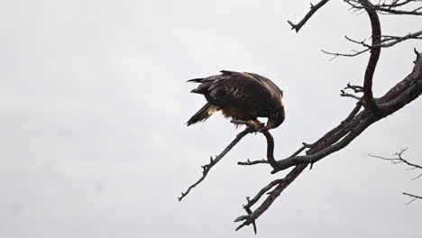 el guardián de los kamloops: el noble águila