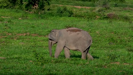 The-Asiatic-Elephants-are-endangered-species-and-they-are-also-residents-of-Thailand