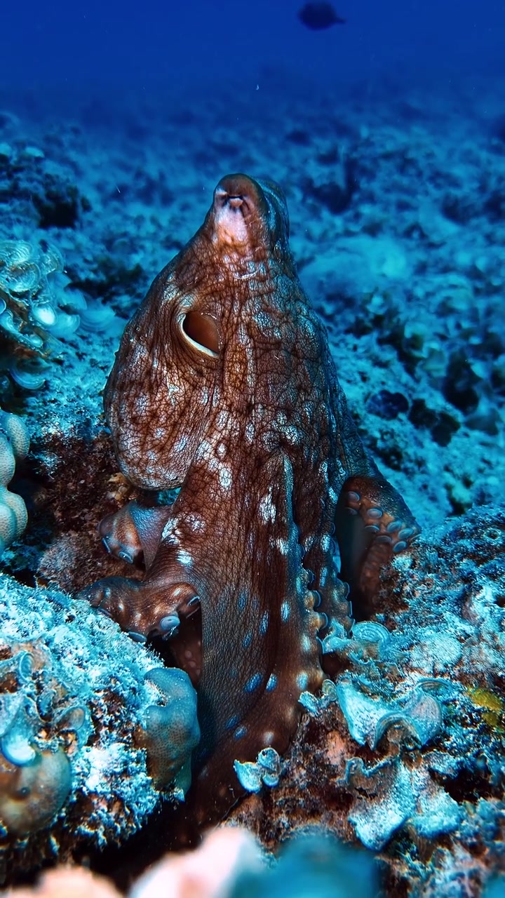 Un polpo comune appollaiato su una barriera corallina nelle acque delle Mauritius, che mostra un camuffamento naturale e un comportamento della fauna marina in una colorata scena subacquea tropicale.