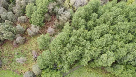 Aerial-drone-footage-looking-down-onto-a-canopy-of-European-aspen-trees-blowing-in-the-wind-surrounded-by-a-colourful-autumn-forest-landscape
