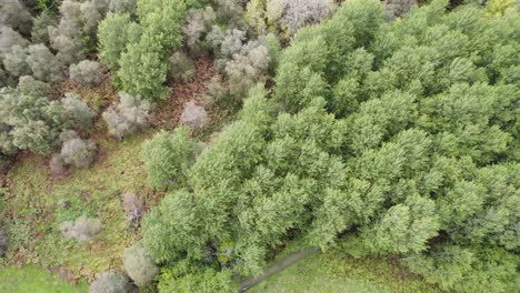 Drohnenaufnahmen-Aus-Der-Luft,-Die-Auf-Einen-Baldachin-Europäischer-Espen-Herabblicken,-Die-Im-Wind-Wehen,-Umgeben-Von-Einer-Farbenfrohen-Herbstwaldlandschaft